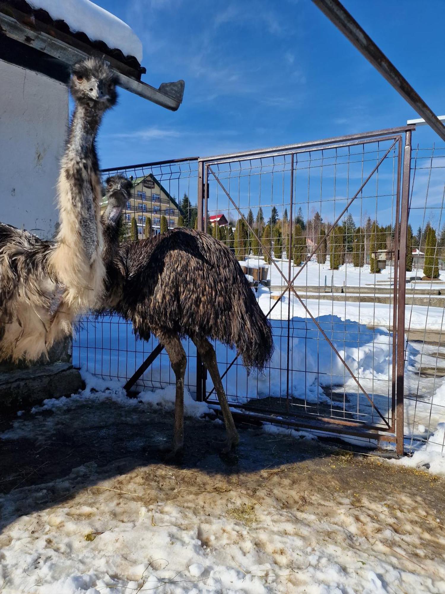 Poiana Bucovat Hotel Gura Humorului Kültér fotó