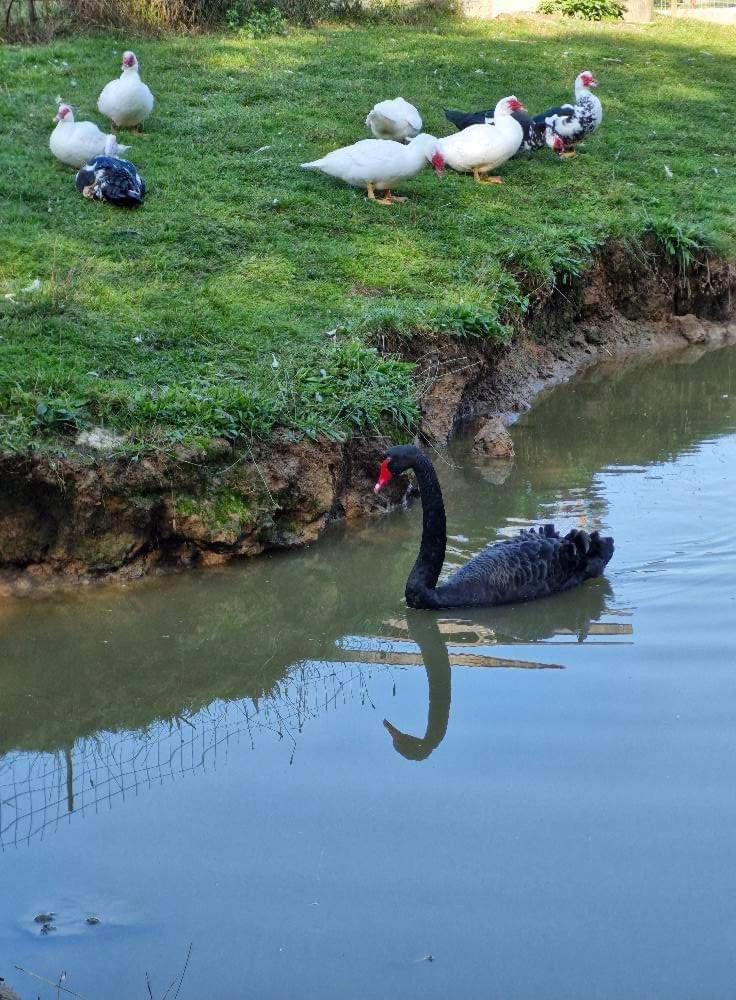 Poiana Bucovat Hotel Gura Humorului Kültér fotó